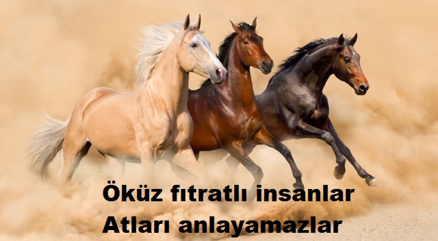 Öküz Fıtratlı İnsanlar Atları Anlayamazlar…